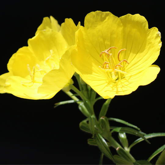 Evening Primrose Oil