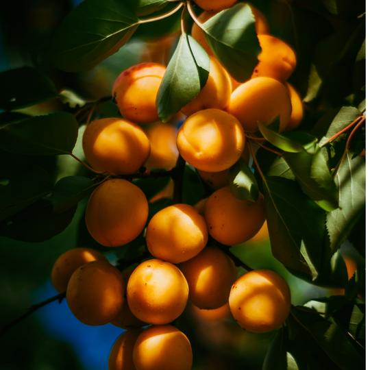 Apricot Oil