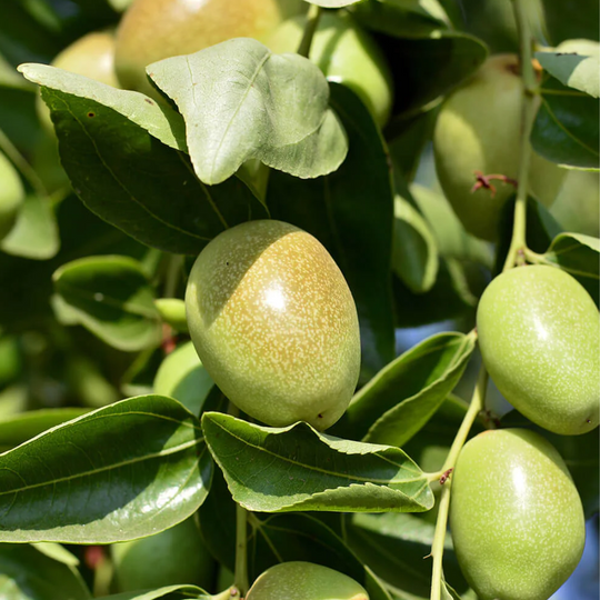 Jojoba Oil