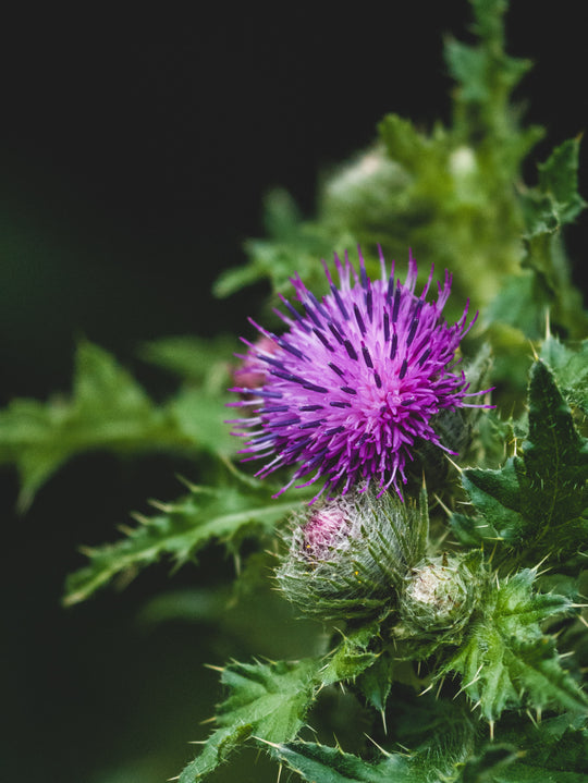 Milk Thistle Oil